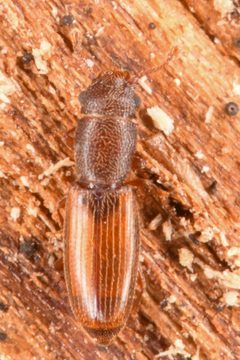Hesperobaenus abbreviatus by (c) Trevor Van Loon, some rights reserved (CC BY), uploaded by Trevor Van Loon. Used under a CC-BY license.