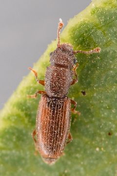 Hesperobaenus abbreviatus by (c) Trevor Van Loon, some rights reserved (CC BY), uploaded by Trevor Van Loon. Used under a CC-BY license.