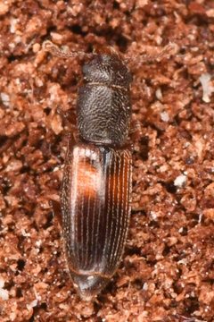 Hesperobaenus abbreviatus by (c) Trevor Van Loon, some rights reserved (CC BY), uploaded by Trevor Van Loon. Used under a CC-BY license.