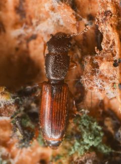 Hesperobaenus abbreviatus by (c) Trevor Van Loon, some rights reserved (CC BY), uploaded by Trevor Van Loon. Used under a CC-BY license.