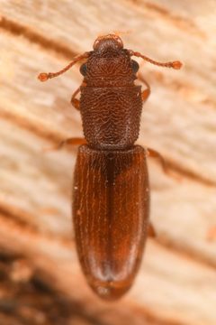 Hesperobaenus abbreviatus by (c) Trevor Van Loon, some rights reserved (CC BY), uploaded by Trevor Van Loon. Used under a CC-BY license.