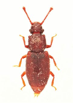 Monotoma americana by no rights reserved, uploaded by Nick Bédard. Used under a CC0 license.