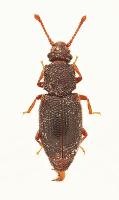 Monotoma americana by no rights reserved, uploaded by Nick Bédard. Used under a CC0 license.