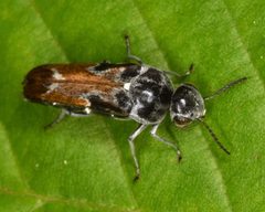 Glipa hilaris by (c) skitterbug, some rights reserved (CC BY), uploaded by skitterbug. Used under a CC-BY license.
