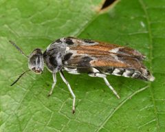 Glipa hilaris by (c) skitterbug, some rights reserved (CC BY), uploaded by skitterbug. Used under a CC-BY license.
