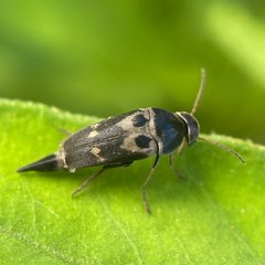 Glipa oculata by (c) Michelle Orcutt, some rights reserved (CC BY), uploaded by Michelle Orcutt. Used under a CC-BY license.