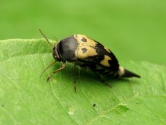 Glipa oculata by (c) Katja Schulz, some rights reserved (CC BY). Used under a CC-BY license.