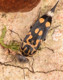 Hoshihananomia octopunctata by (c) skitterbug, some rights reserved (CC BY), uploaded by skitterbug. Used under a CC-BY license.