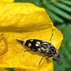 Hoshihananomia octopunctata by (c) Healthy Yards, some rights reserved (CC BY), uploaded by Healthy Yards. Used under a CC-BY license.