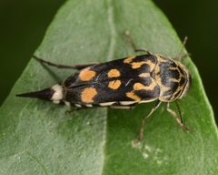 Hoshihananomia octopunctata by (c) skitterbug, some rights reserved (CC BY), uploaded by skitterbug. Used under a CC-BY license.