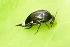 Mordella lunulata by (c) Louise Woodrich, some rights reserved (CC BY), uploaded by Louise Woodrich. Used under a CC-BY license.