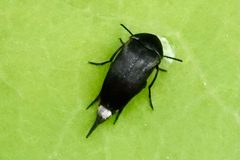 Mordella lunulata by (c) Louise Woodrich, some rights reserved (CC BY), uploaded by Louise Woodrich. Used under a CC-BY license.