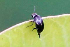 Mordella lunulata by (c) Louise Woodrich, some rights reserved (CC BY), uploaded by Louise Woodrich. Used under a CC-BY license.
