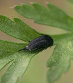Mordella lunulata by (c) Scott Morris, some rights reserved (CC BY), uploaded by Scott Morris. Used under a CC-BY license.