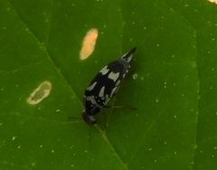 Mordella tetraspilota by (c) Francisco Farriols Sarabia, some rights reserved (CC BY), uploaded by Francisco Farriols Sarabia. Used under a CC-BY license.