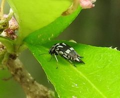 Mordella tetraspilota by (c) Francisco Farriols Sarabia, some rights reserved (CC BY), uploaded by Francisco Farriols Sarabia. Used under a CC-BY license.