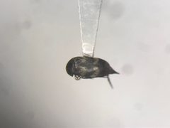 Mordellaria undulata by no rights reserved, uploaded by Nick Bédard. Used under a CC0 license.