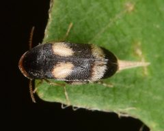 Mordellistena bicinctella by (c) skitterbug, some rights reserved (CC BY), uploaded by skitterbug. Used under a CC-BY license.