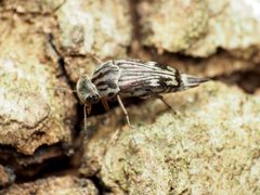 Tomoxia lineella by (c) Katja Schulz, some rights reserved (CC BY), uploaded by Katja Schulz. Used under a CC-BY license.