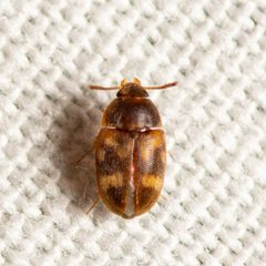 Litargus balteatus by (c) Justin Williams, some rights reserved (CC BY), uploaded by Justin Williams. Used under a CC-BY license.