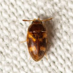 Litargus balteatus by (c) Justin Williams, some rights reserved (CC BY), uploaded by Justin Williams. Used under a CC-BY license.