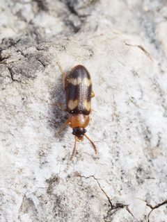 Mycetophagus fulvicollis by (c) Michael Knapp, some rights reserved (CC BY), uploaded by Michael Knapp. Used under a CC-BY license.