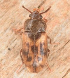 Mycetophagus pluripunctatus by (c) skitterbug, some rights reserved (CC BY), uploaded by skitterbug. Used under a CC-BY license.