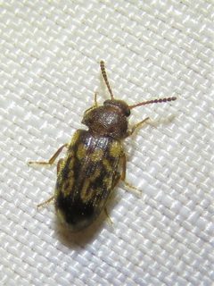 Mycetophagus pluripunctatus by (c) Annika Lindqvist, some rights reserved (CC BY), uploaded by Annika Lindqvist. Used under a CC-BY license.