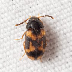 Mycetophagus serrulatus by (c) Justin Williams, some rights reserved (CC BY), uploaded by Justin Williams. Used under a CC-BY license.