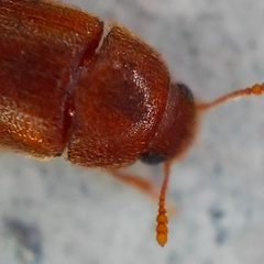 Typhaea stercorea by no rights reserved, uploaded by Sinaloa Silvestre. Used under a CC0 license.