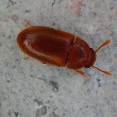 Typhaea stercorea by no rights reserved, uploaded by Sinaloa Silvestre. Used under a CC0 license.