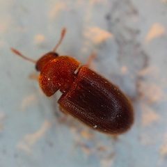 Typhaea stercorea by no rights reserved, uploaded by Sinaloa Silvestre. Used under a CC0 license.