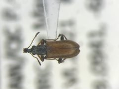 Cimberis pallipennis by no rights reserved, uploaded by Nick Bédard. Used under a CC0 license.