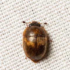 Amphicrossus ciliatus by (c) Justin Williams, some rights reserved (CC BY), uploaded by Justin Williams. Used under a CC-BY license.