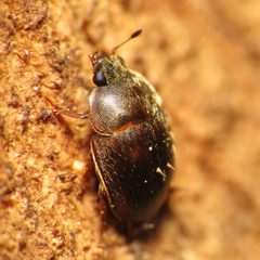 Amphicrossus ciliatus by (c) Katja Schulz, some rights reserved (CC BY). Used under a CC-BY license.