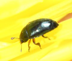 Brassicogethes viridescens by (c) Jonas V., some rights reserved (CC BY), uploaded by Jonas V.. Used under a CC-BY license.