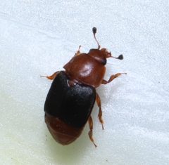Caplothorax melanopterus by (c) Steven Bodzin, some rights reserved (CC BY), uploaded by Steven Bodzin. Used under a CC-BY license.
