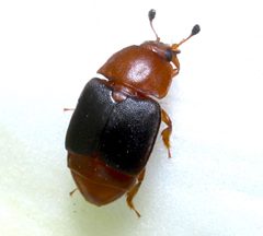 Caplothorax melanopterus by (c) Steven Bodzin, some rights reserved (CC BY), uploaded by Steven Bodzin. Used under a CC-BY license.