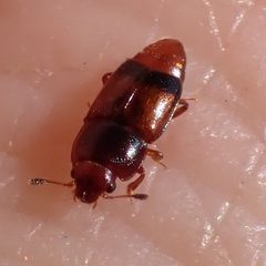 Carpophilus antiquus by (c) Cecil Smith, some rights reserved (CC BY), uploaded by Cecil Smith. Used under a CC-BY license.