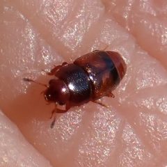 Carpophilus antiquus by (c) Cecil Smith, some rights reserved (CC BY), uploaded by Cecil Smith. Used under a CC-BY license.