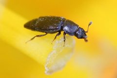 Carpophilus brachypterus by (c) Even Dankowicz, some rights reserved (CC BY), uploaded by Even Dankowicz. Used under a CC-BY license.