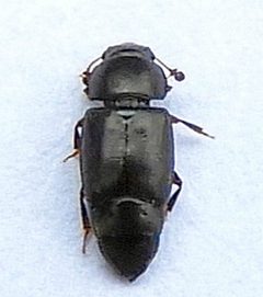Carpophilus brachypterus by (c) jimeckert49, some rights reserved (CC BY). Used under a CC-BY license.