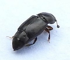 Carpophilus brachypterus by (c) jimeckert49, some rights reserved (CC BY). Used under a CC-BY license.
