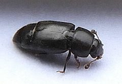 Carpophilus brachypterus by (c) jimeckert49, some rights reserved (CC BY). Used under a CC-BY license.