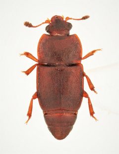 Carpophilus corticinus by no rights reserved, uploaded by Nick Bédard. Used under a CC0 license.