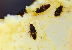 Carpophilus hemipterus by (c) Mike Bowie, some rights reserved (CC BY), uploaded by Mike Bowie. Used under a CC-BY license.