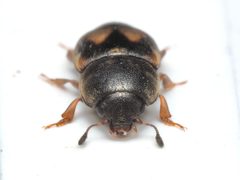 Carpophilus hemipterus by (c) Cosimo Costanzia di Costigliole, some rights reserved (CC BY), uploaded by Cosimo Costanzia di Costigliole. Used under a CC-BY license.