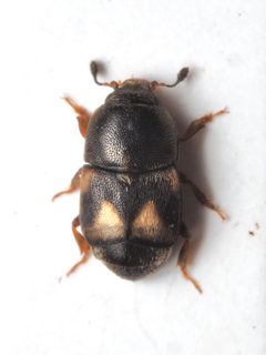 Carpophilus hemipterus by (c) Cosimo Costanzia di Costigliole, some rights reserved (CC BY), uploaded by Cosimo Costanzia di Costigliole. Used under a CC-BY license.