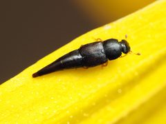 Conotelus obscurus by (c) Katja Schulz, some rights reserved (CC BY), uploaded by Katja Schulz. Used under a CC-BY license.