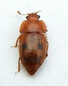 Epuraea corticina by (c) jimeckert49, some rights reserved (CC BY). Used under a CC-BY license.